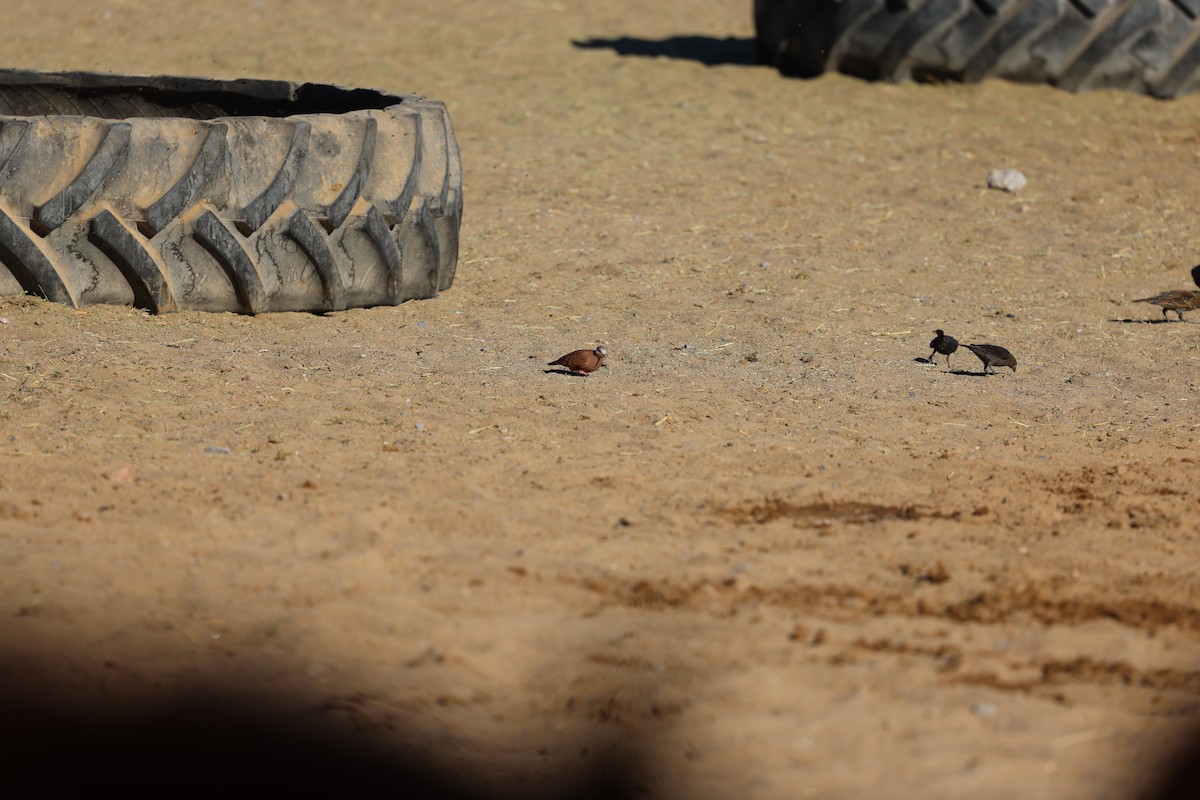Ruddy Ground Dove - ML645147524