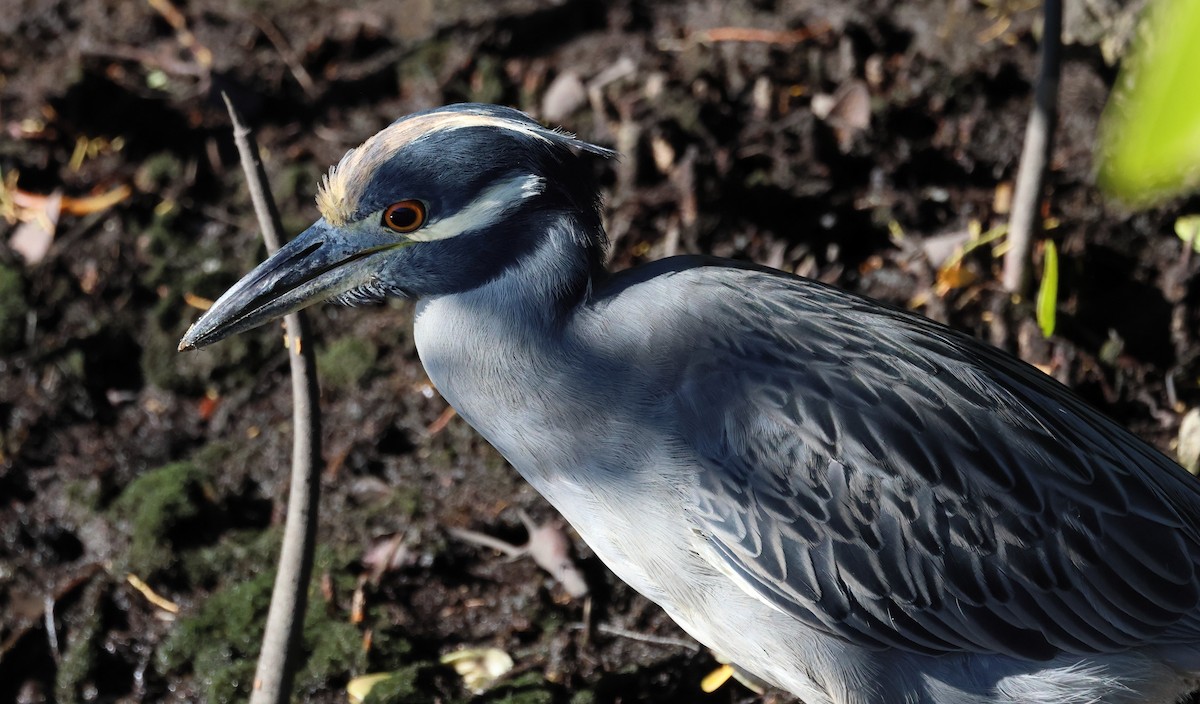 Sarı Tepeli Gece Balıkçılı - ML645147529