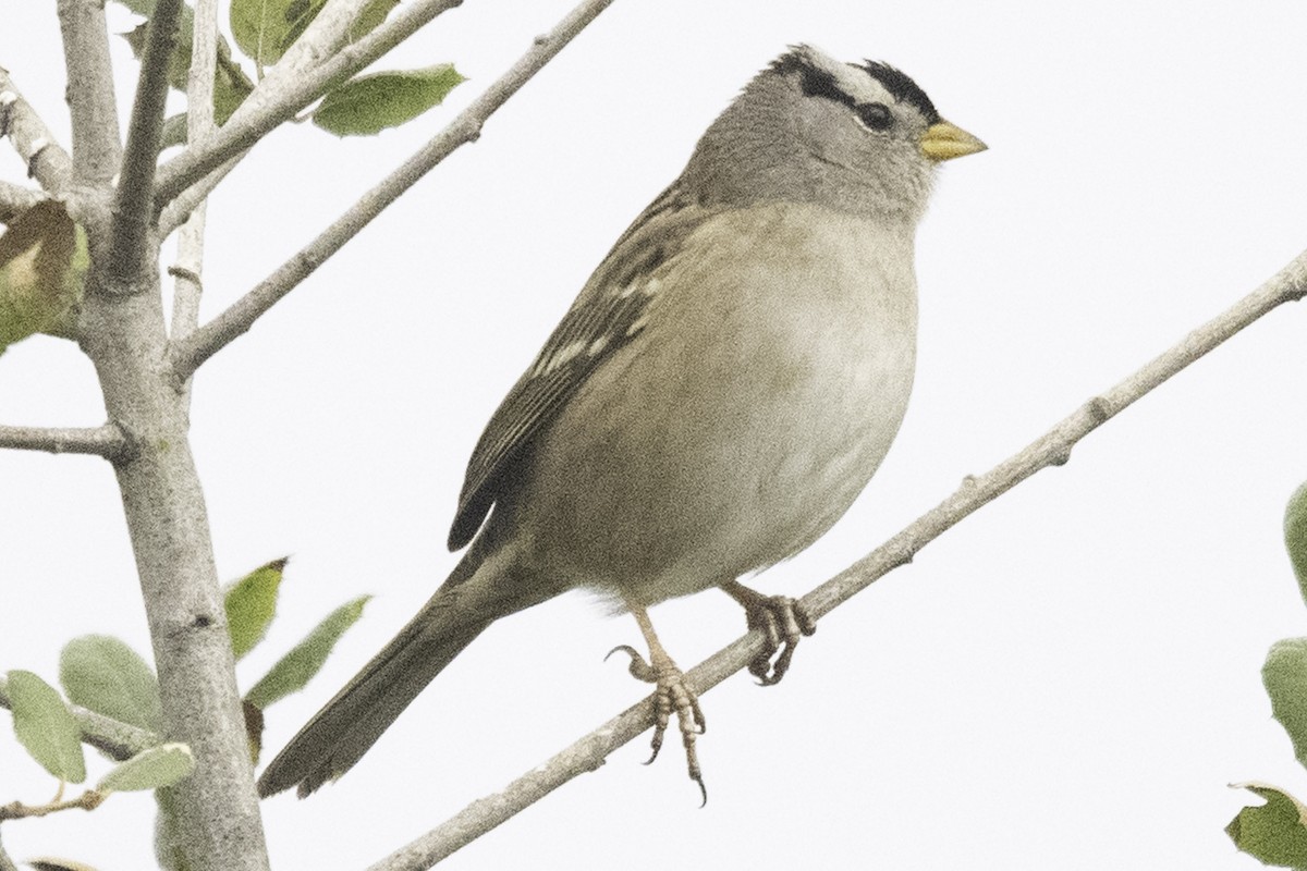 Белобровая овсянка - ML645147530