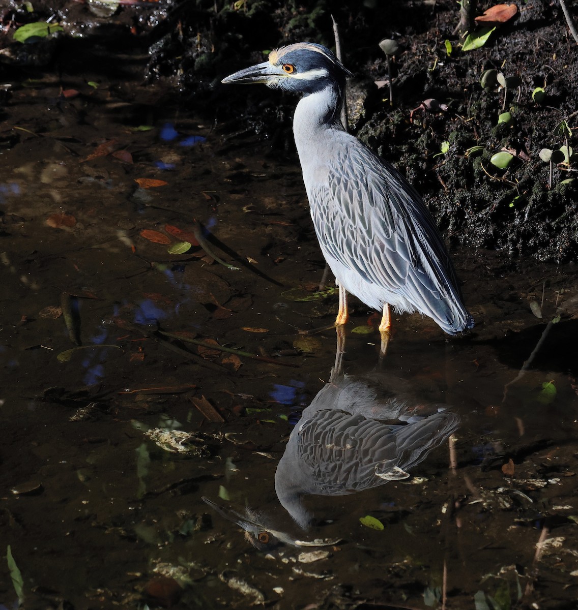 Sarı Tepeli Gece Balıkçılı - ML645147531
