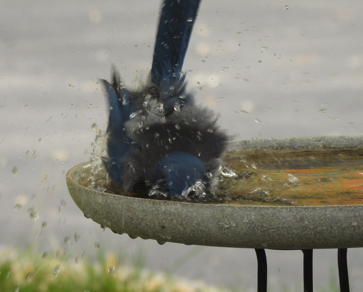 Woodhouse's Scrub-Jay - ML645147532