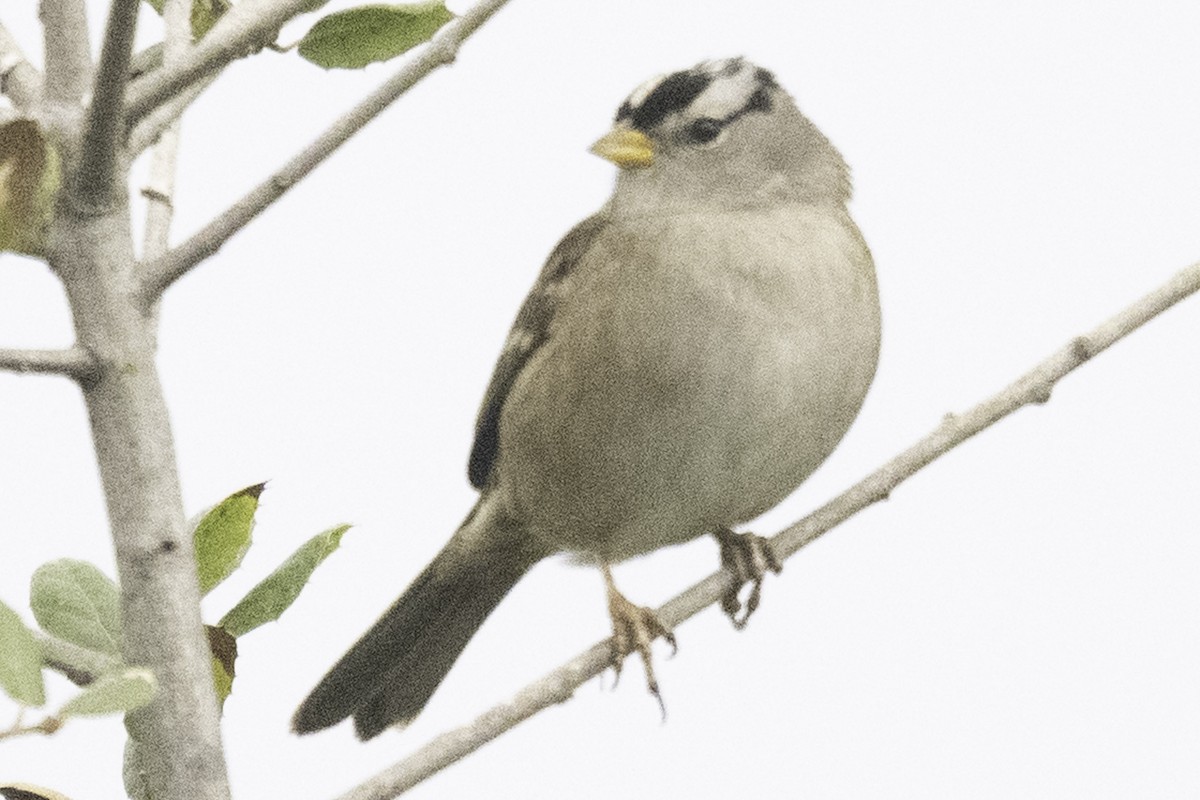 Белобровая овсянка - ML645147533