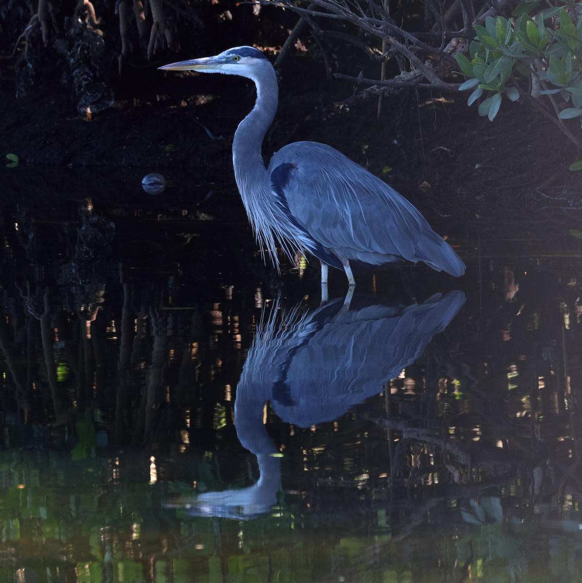Great Blue Heron - ML645147540