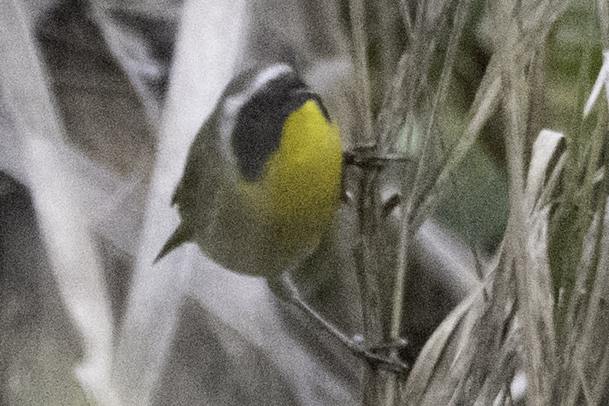 Common Yellowthroat - ML645147548
