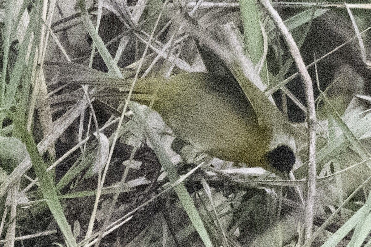 Common Yellowthroat - ML645147552