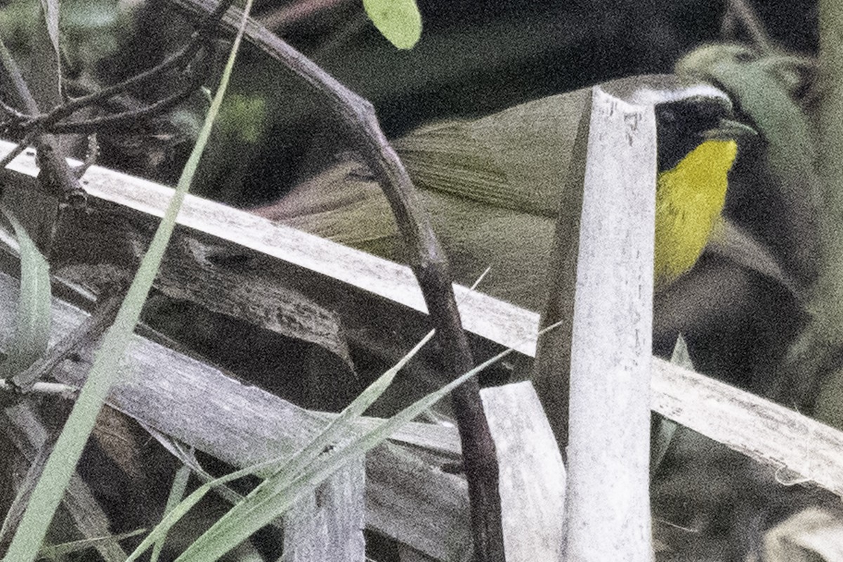 Common Yellowthroat - ML645147555