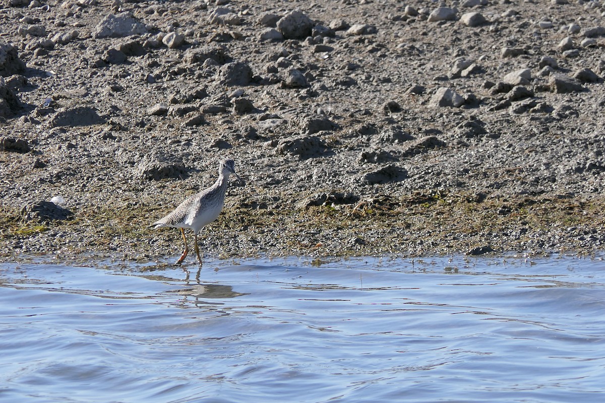 Greater Yellowlegs - ML645147564