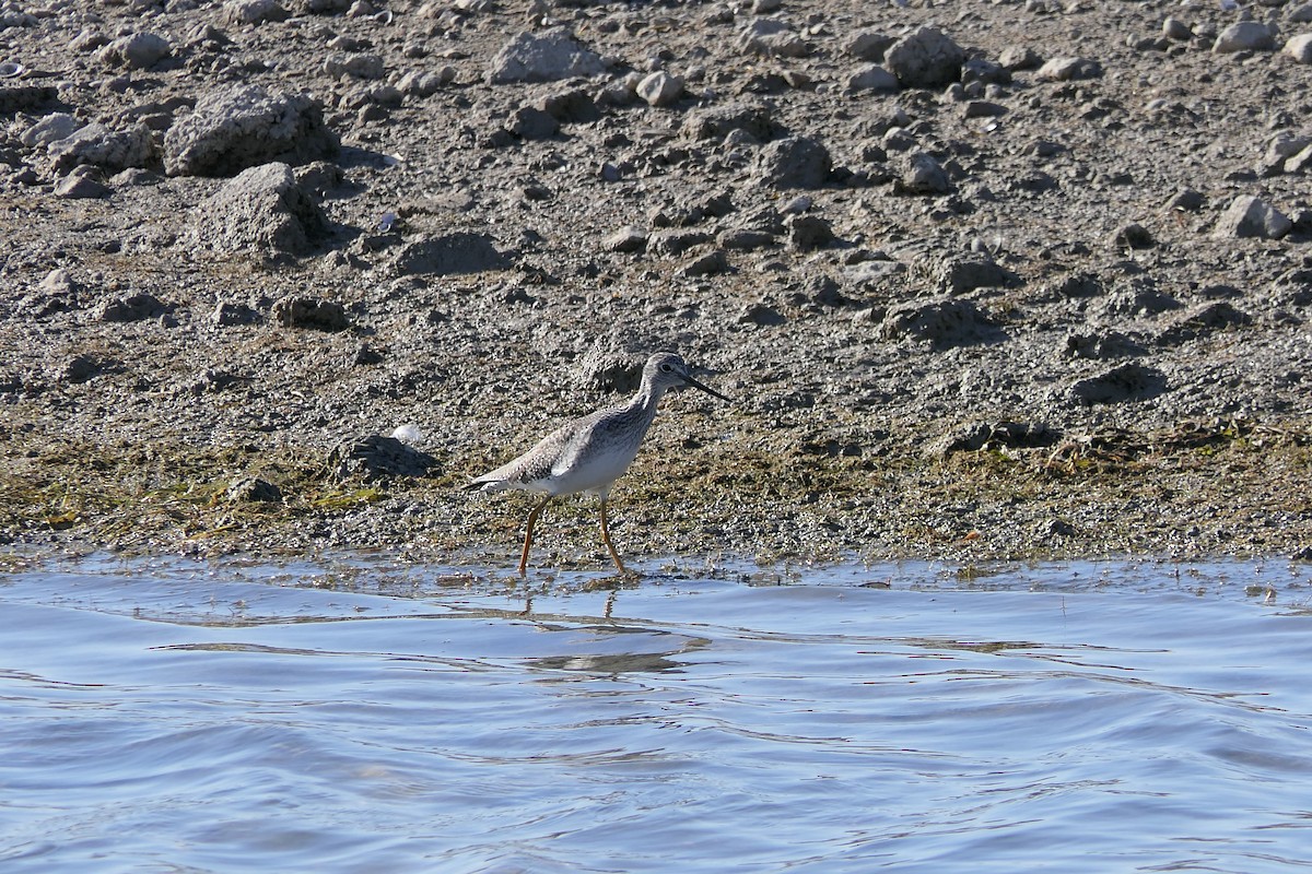 Greater Yellowlegs - ML645147572