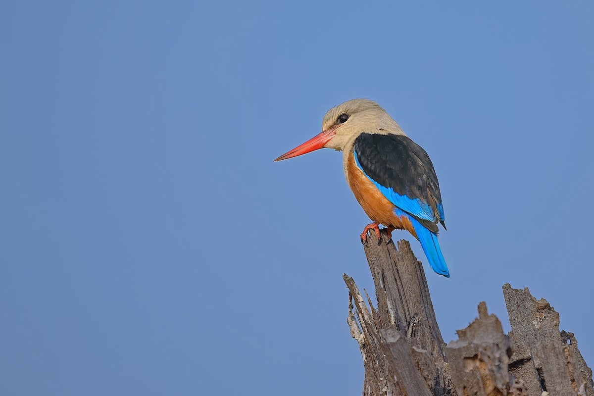 Martin-chasseur à tête grise - ML645147573