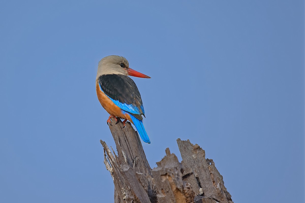 Martin-chasseur à tête grise - ML645147574