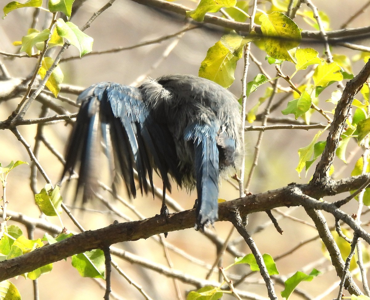 Woodhouse's Scrub-Jay - ML645147587