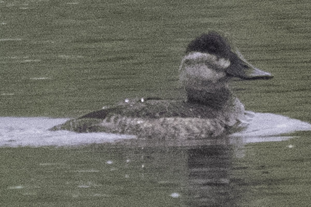 Савка американська - ML645147588