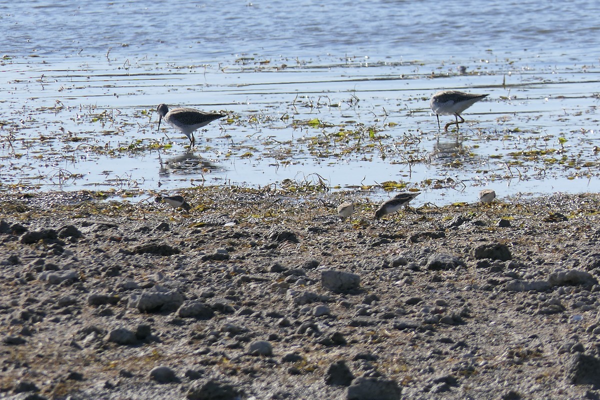 Greater Yellowlegs - ML645147590
