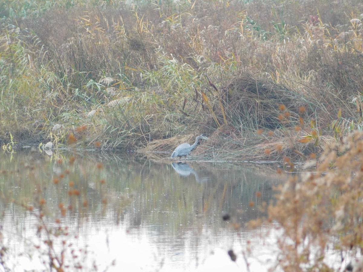 Great Blue Heron - ML645147629