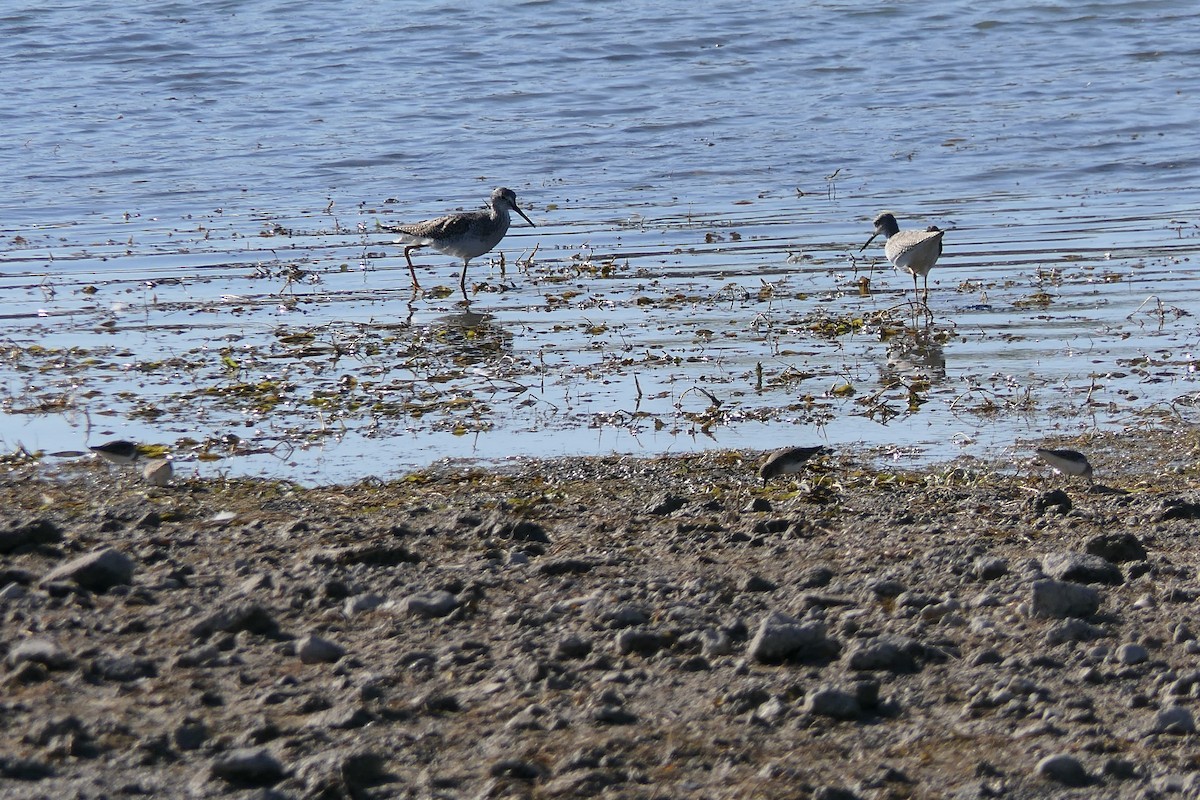 Greater Yellowlegs - ML645147630