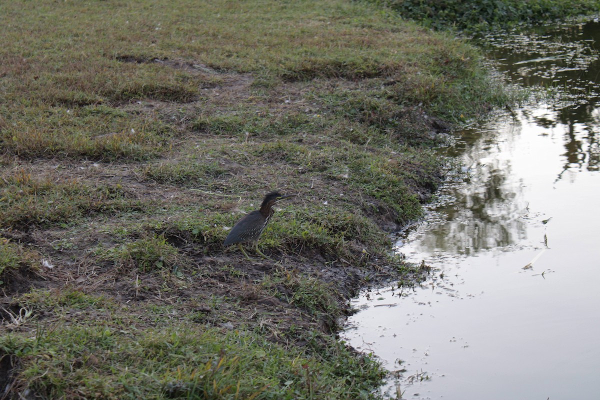 Green Heron - ML645147631