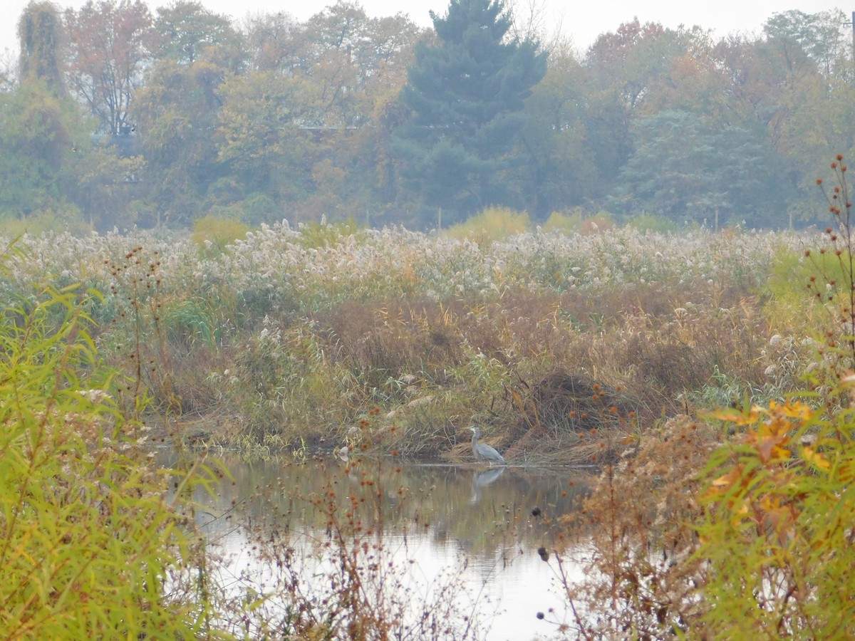 Great Blue Heron - ML645147644