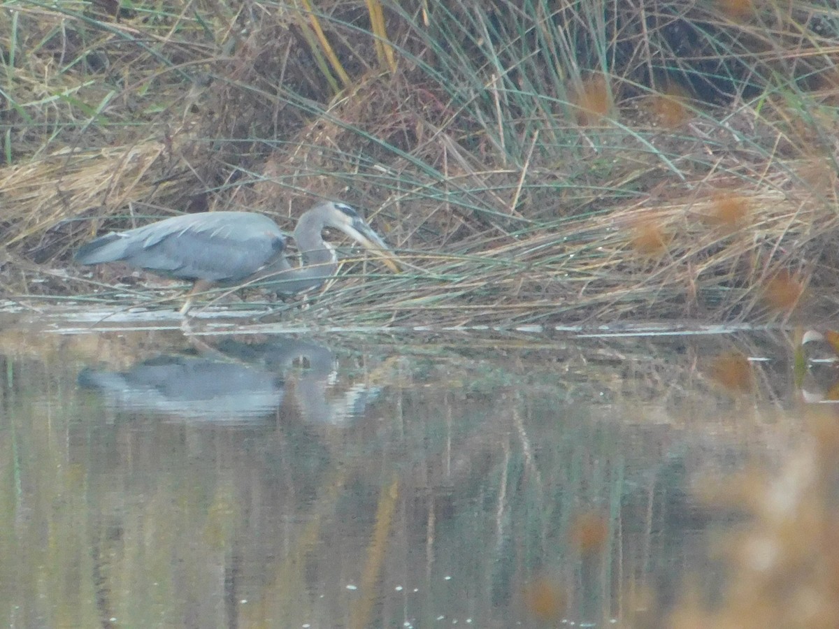 Great Blue Heron - ML645147645