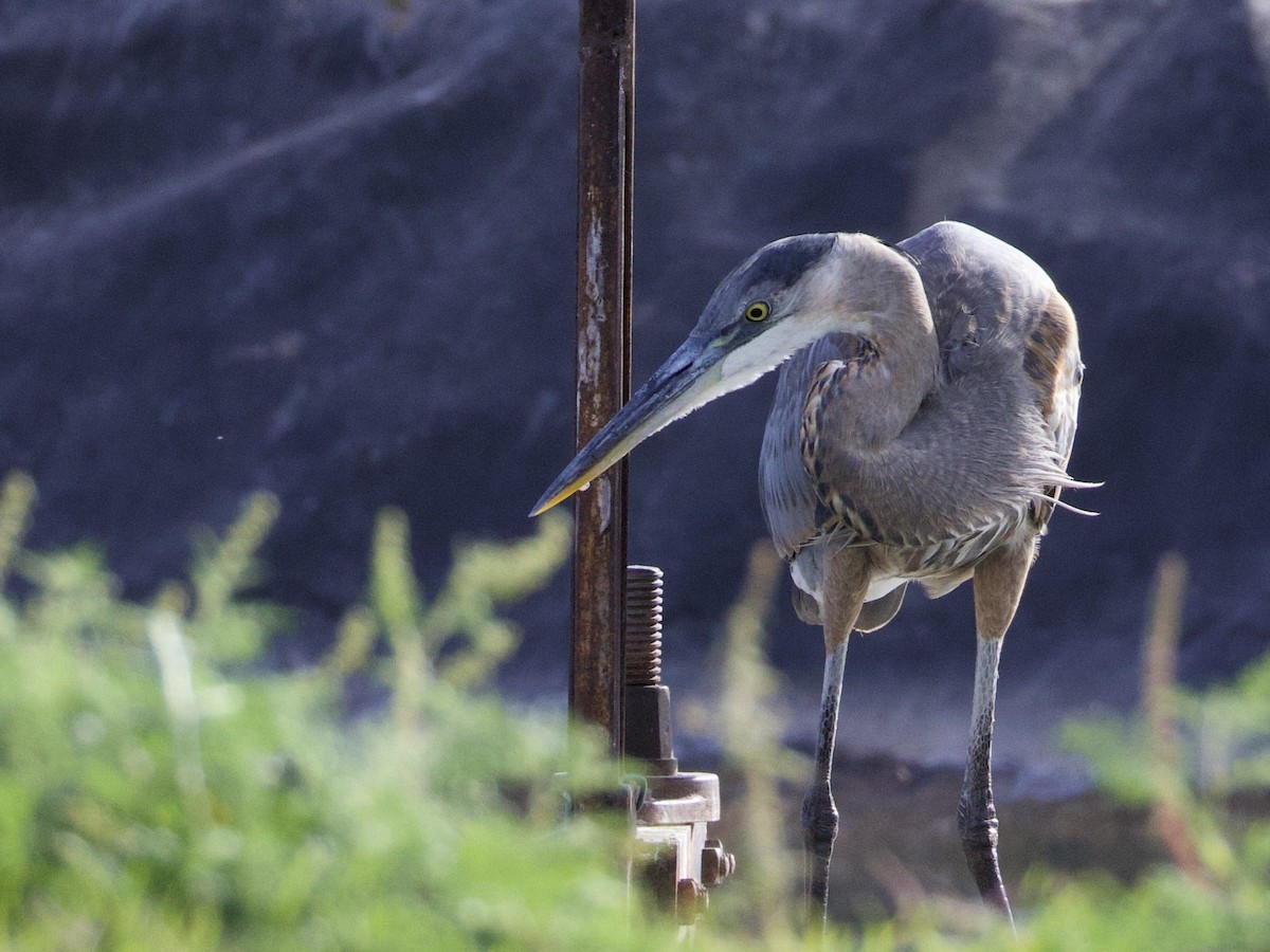 Great Blue Heron - ML645147667