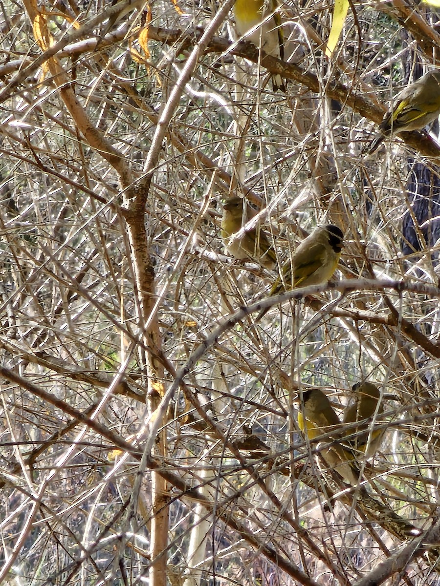 čížek kalifornský - ML645147672