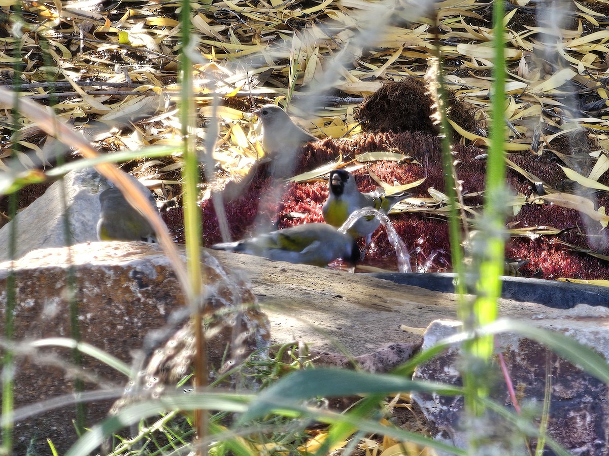 čížek kalifornský - ML645147673