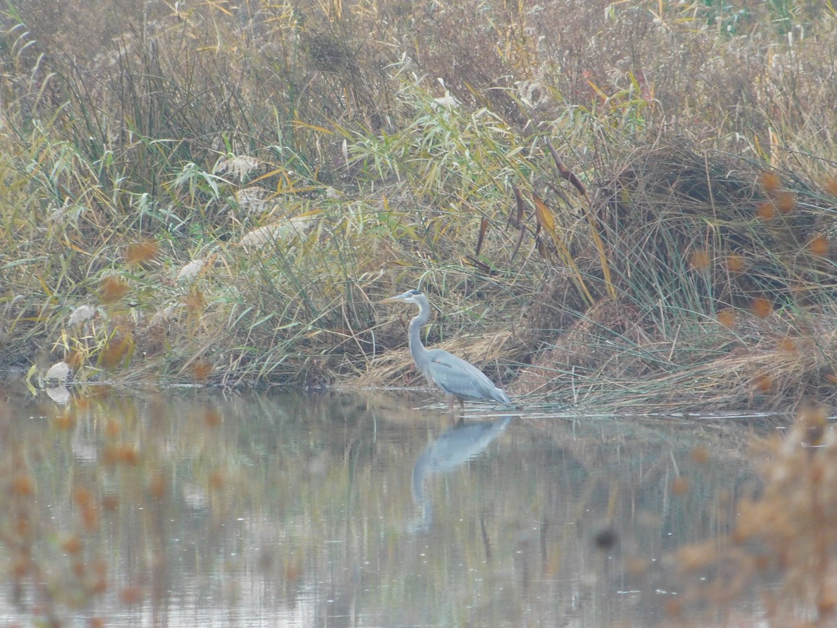 Great Blue Heron - ML645147674