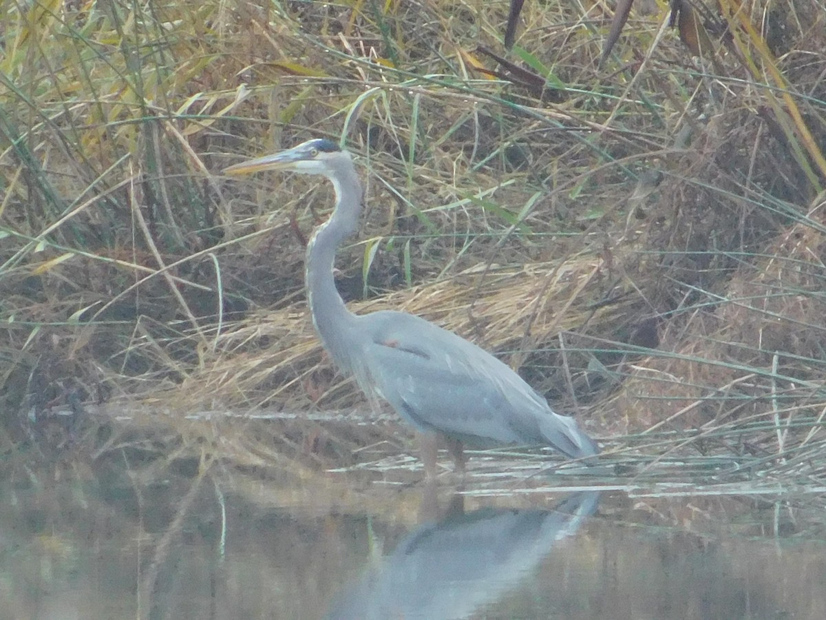 Great Blue Heron - ML645147675