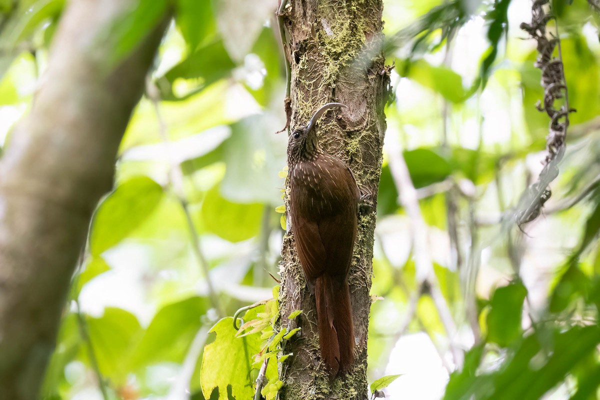 Brown-billed Scythebill - ML645147681