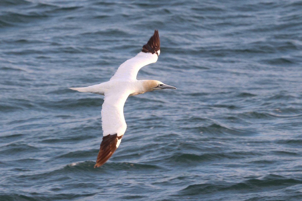 סולה מצויה - ML645147682