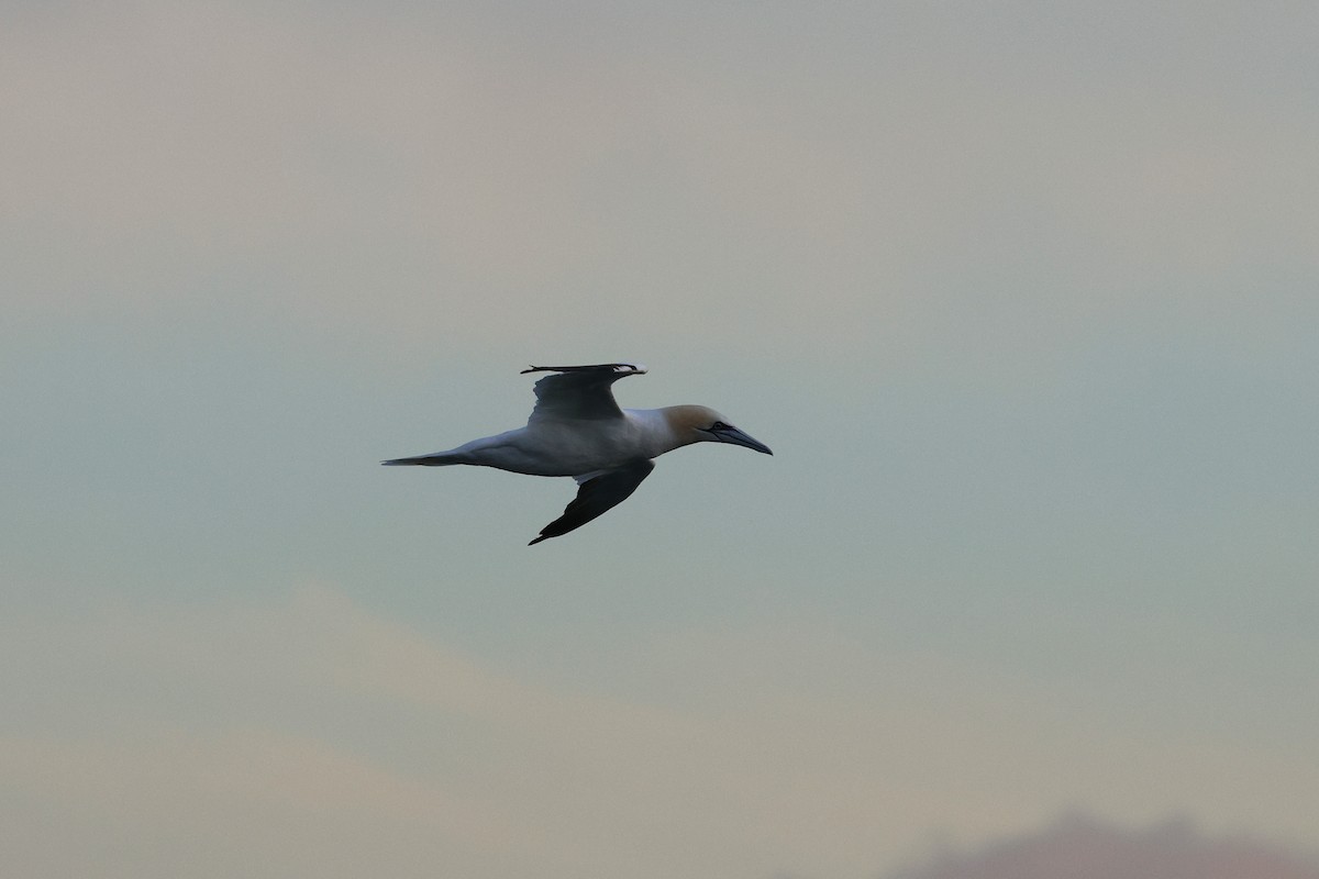 סולה מצויה - ML645147683