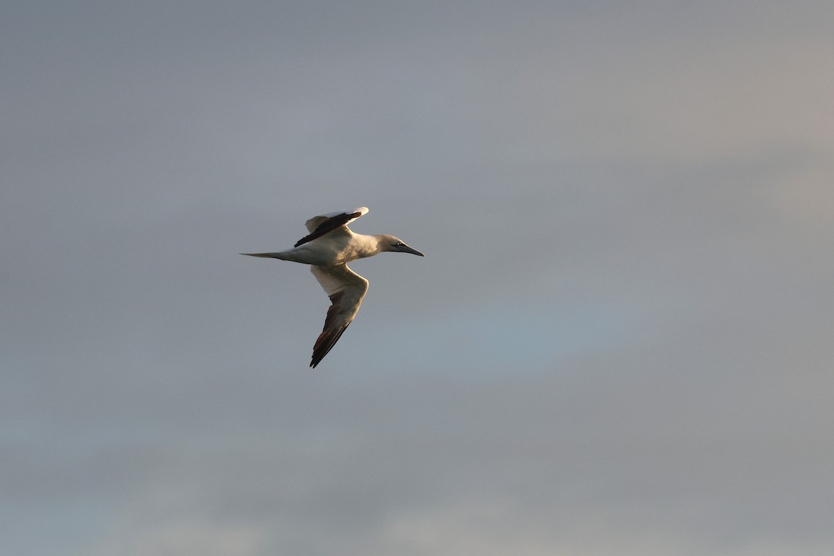 סולה מצויה - ML645147686