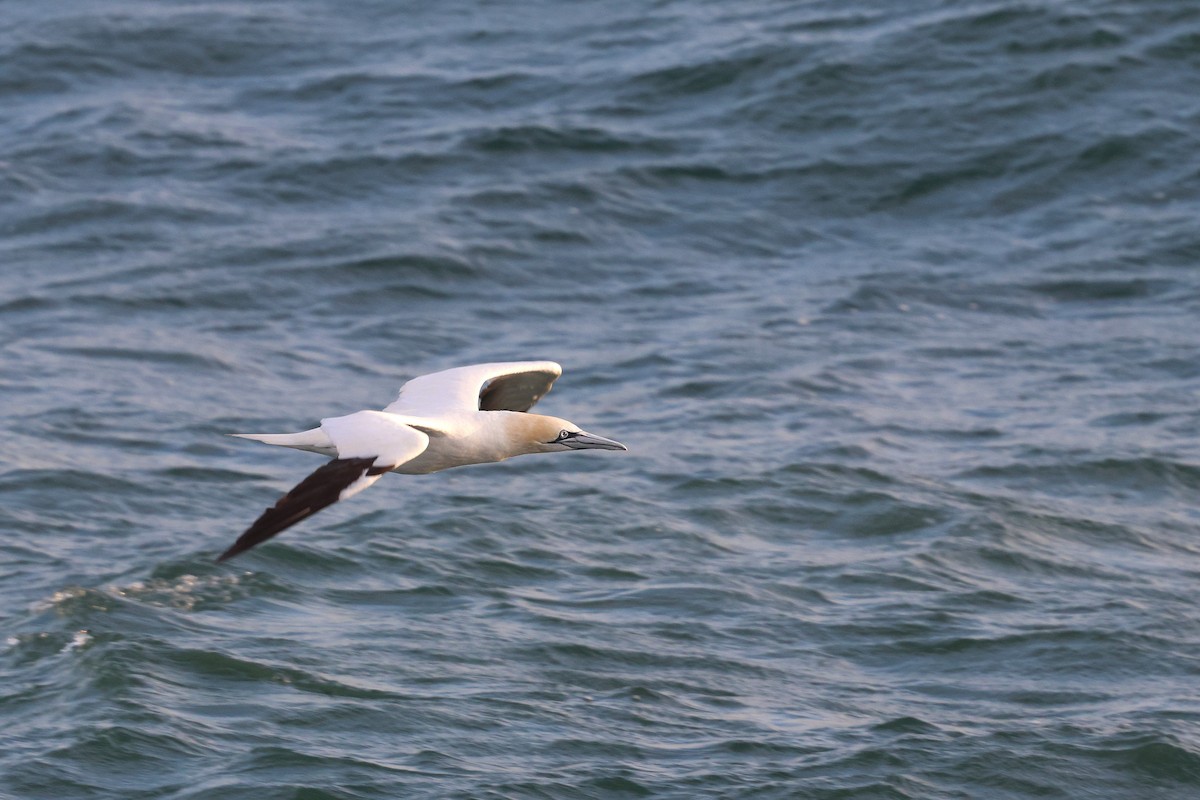 סולה מצויה - ML645147687