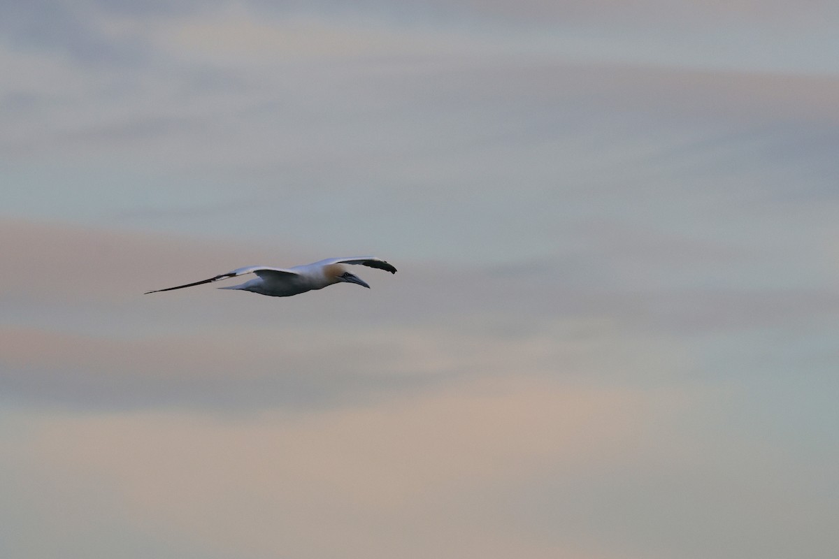 סולה מצויה - ML645147688