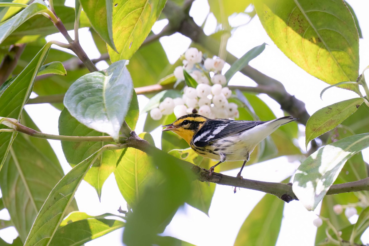Blackburnian Warbler - ML645147692