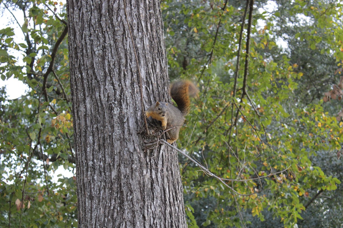 Animals - ML645147700