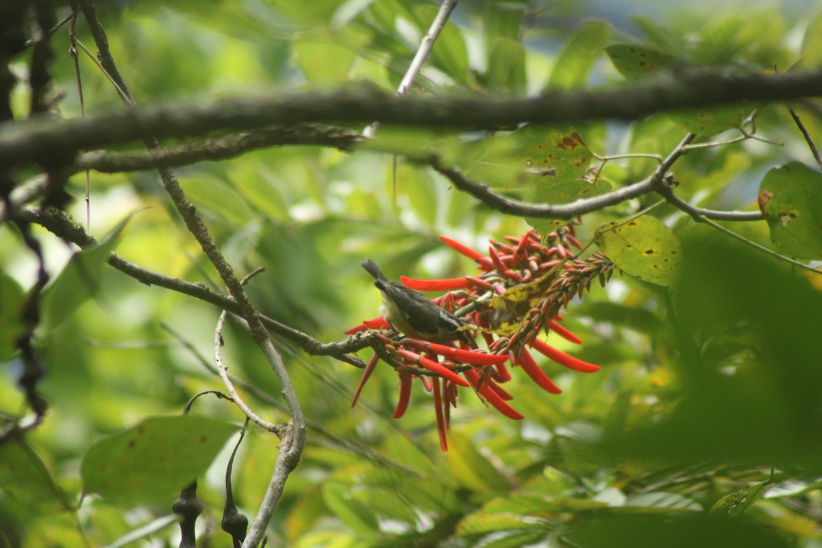 Sucrier à ventre jaune - ML645147706