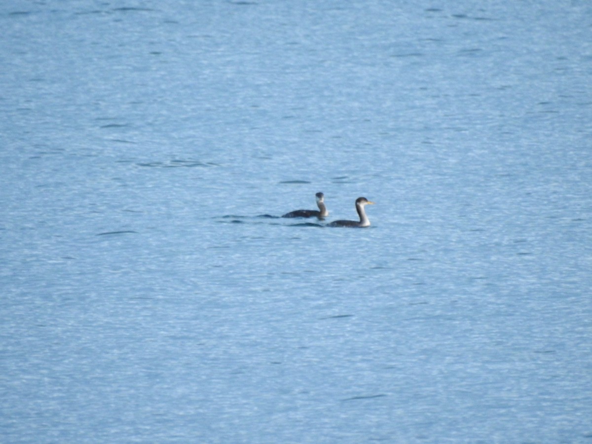 Red-necked Grebe - ML645147708