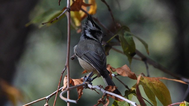 Bridled Titmouse - ML645147714