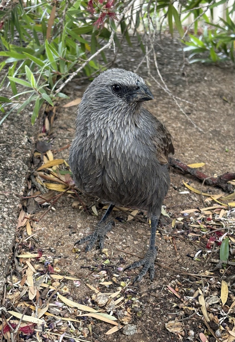 Apostlebird - ML645147740