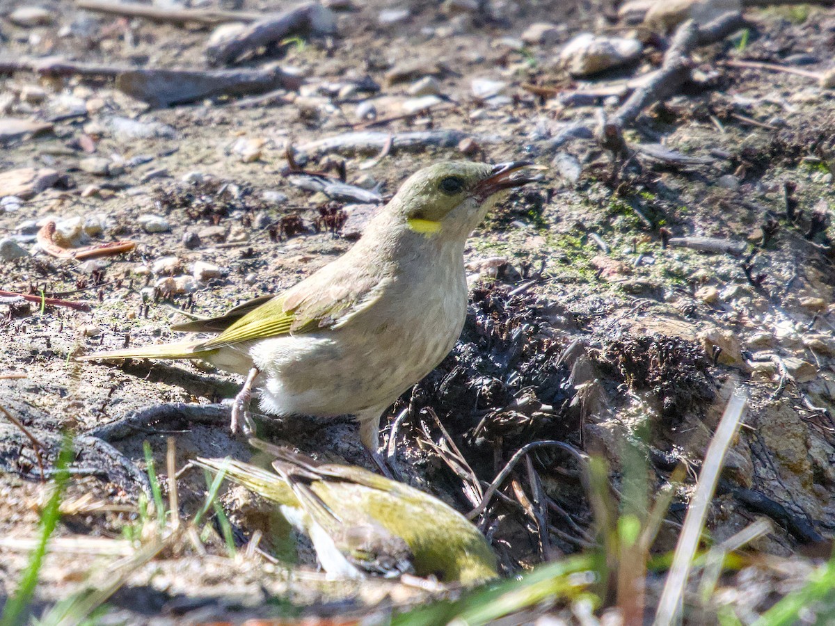 Mielero Fusco - ML645147741