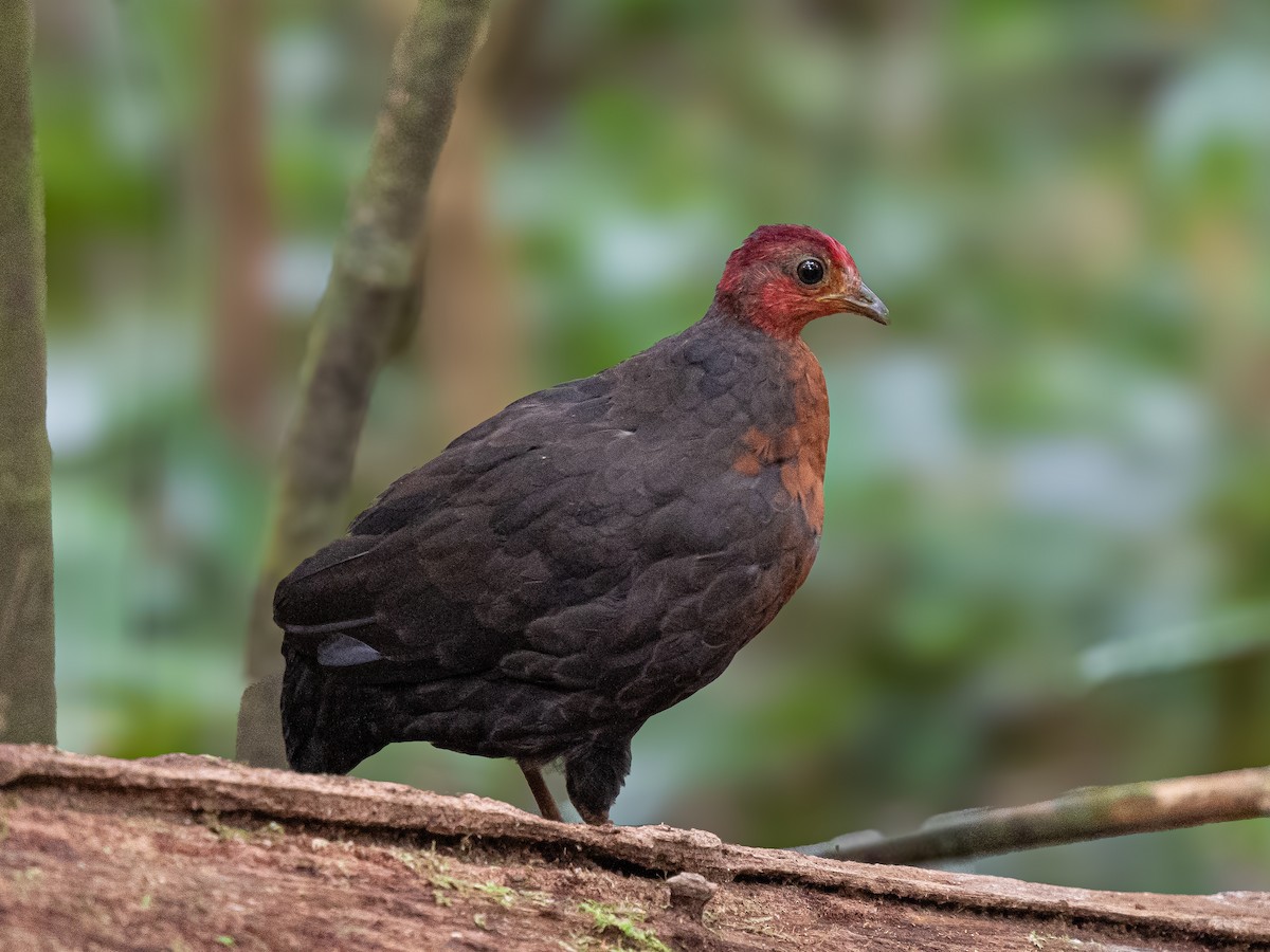 Perdicilla Cabecirroja - ML645147742