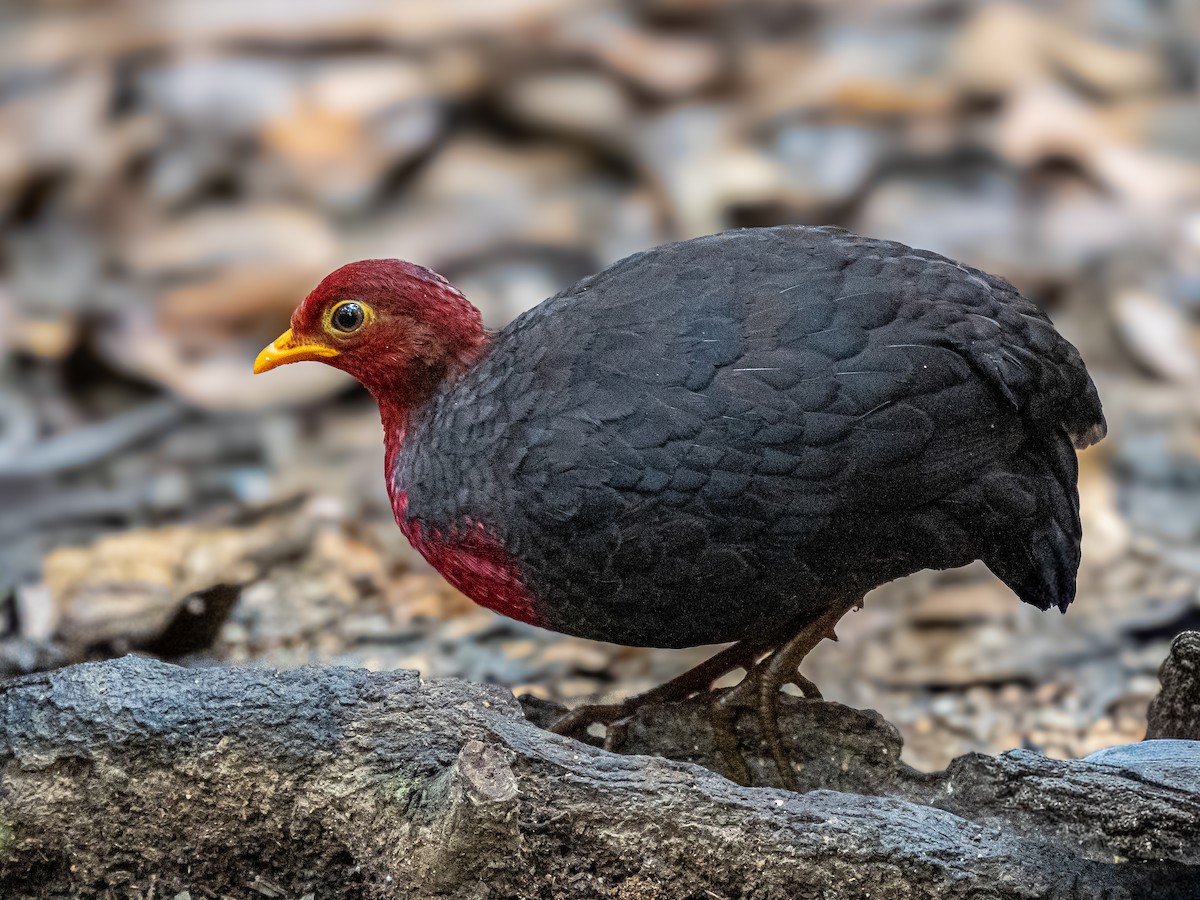 Perdicilla Cabecirroja - ML645147743