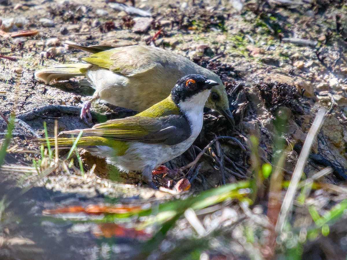 Mielero Nuquiblanco Oriental - ML645147749