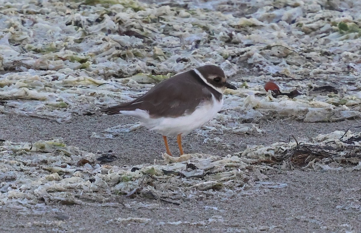 Chorlitejo Grande - ML645147751