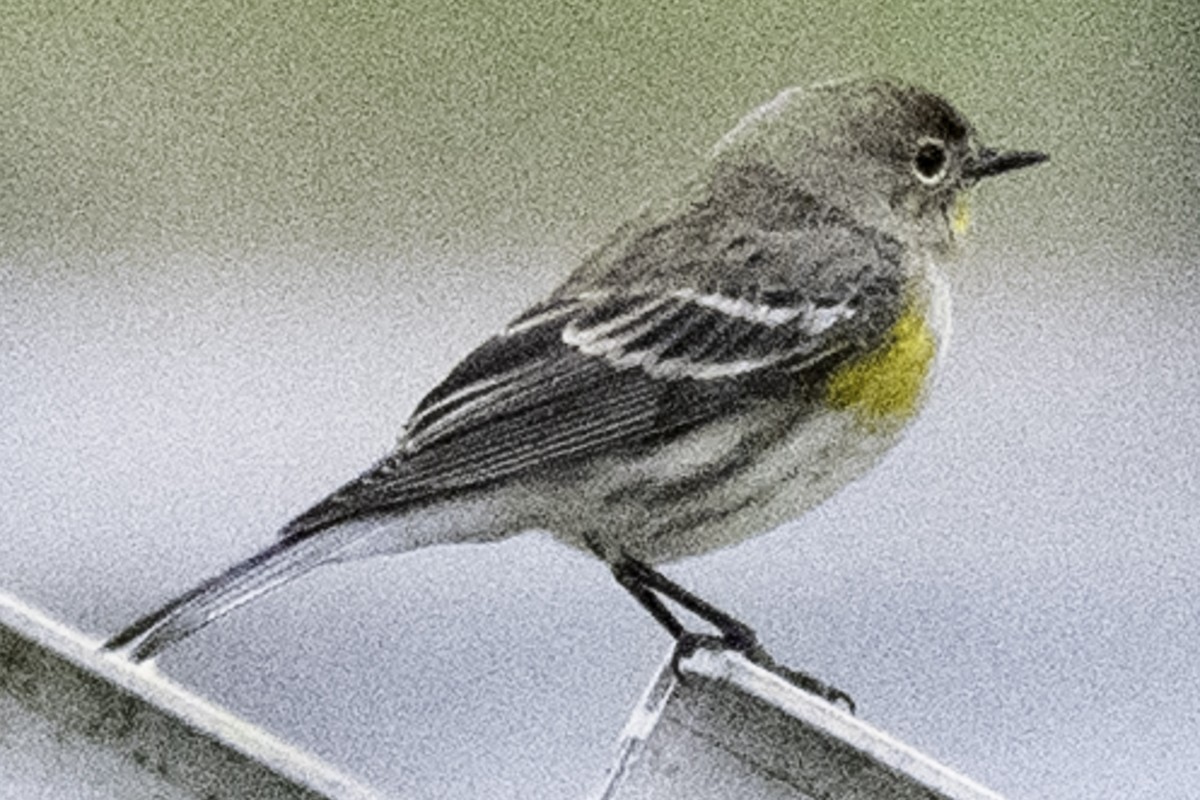 Reinita Coronada (de Audubon) - ML645147752