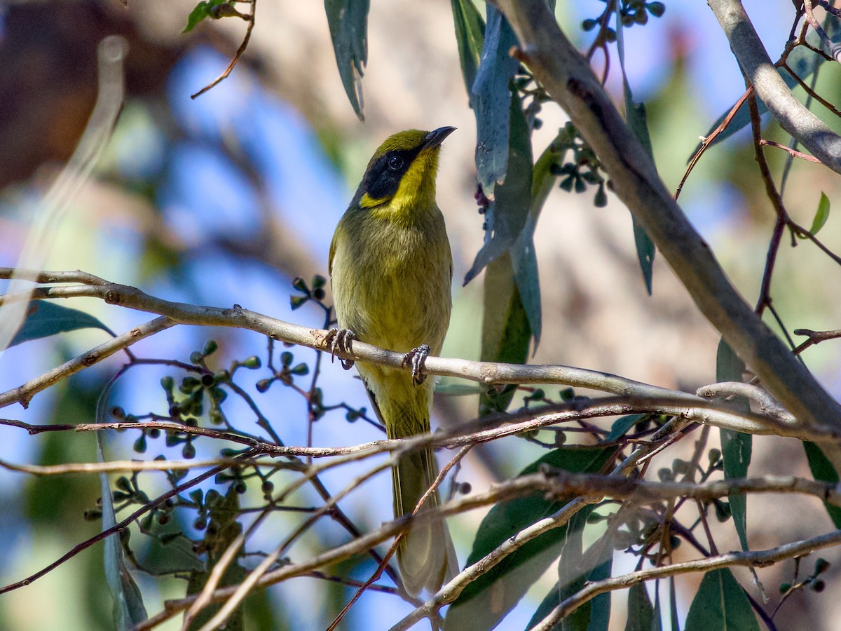 Mielero Orejigualdo - ML645147754