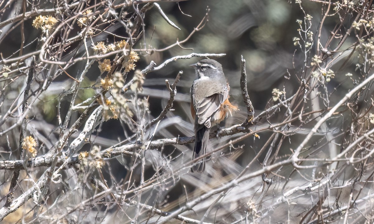 Monterita Pechigrís - ML645147755