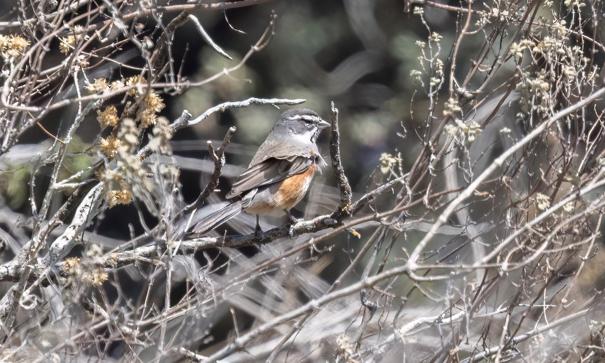 Monterita Pechigrís - ML645147756