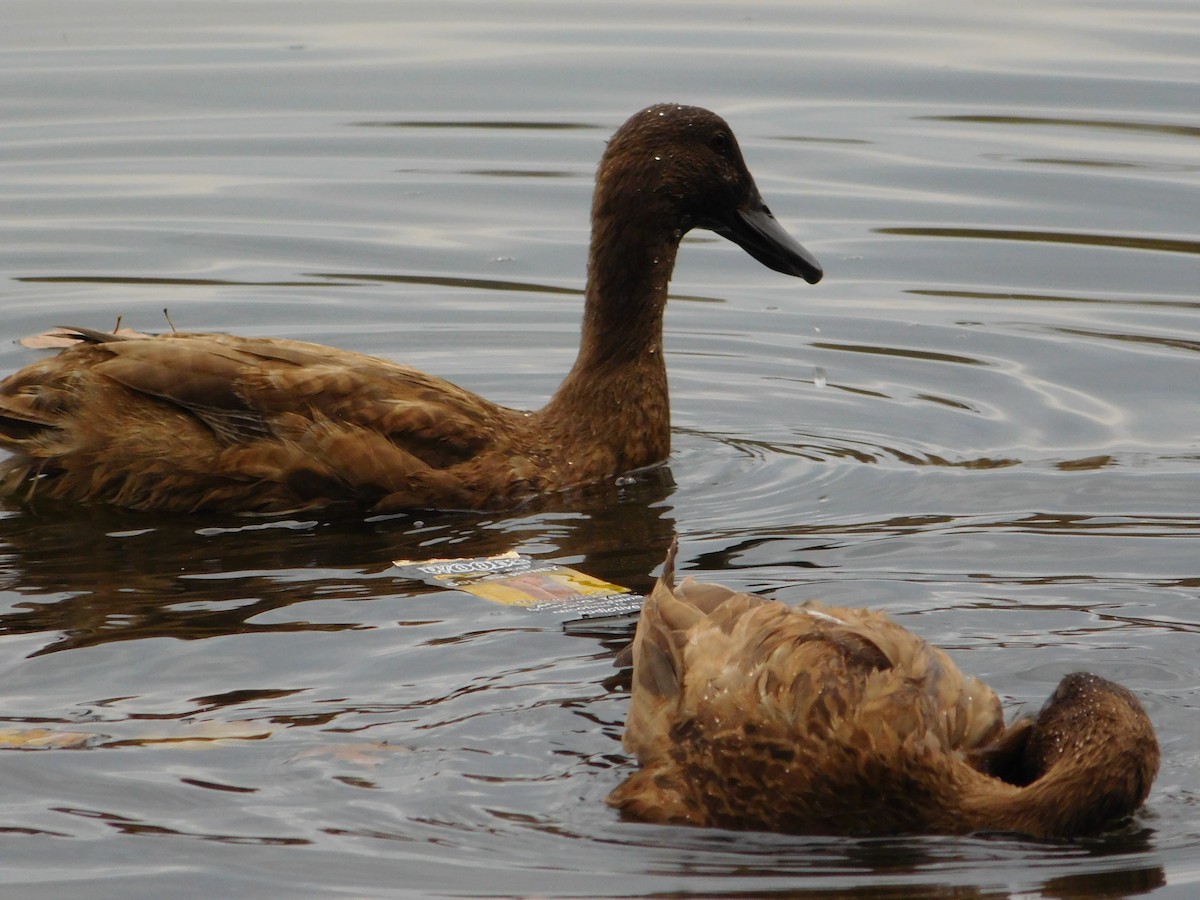 Ánade Sombrío - ML645147757