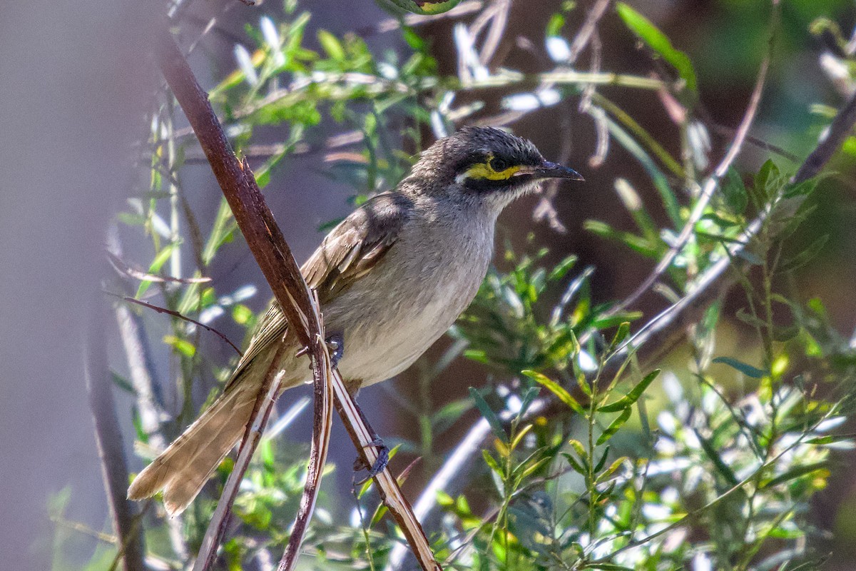 Mielero Carigualdo - ML645147758